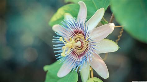 Passion Flower Wallpapers Wallpaper Cave