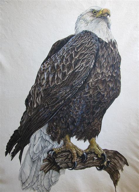 bald eagle painting  alfred ng