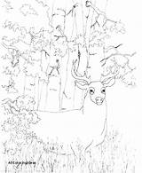 Coloring Pages Doe Getcolorings Deer Tailed sketch template