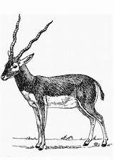 Antilope Antiloop Malvorlage Antelope Addax Abbildung Herunterladen Große Grande Stampare Téléchargez sketch template