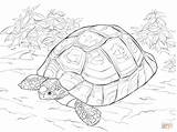 Tortoise Tortuga Tortue Rusa Steppes sketch template