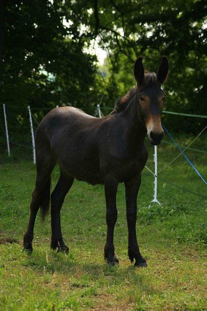 mule frisonne friesian mule vanda mule croisee frison  flickr  year olds foals wild