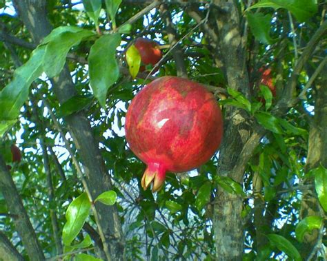 grow pomegranate trees