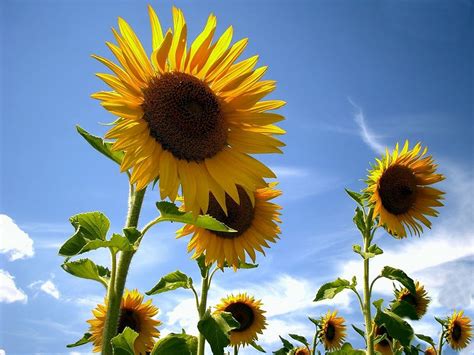 men    farm sunflowers