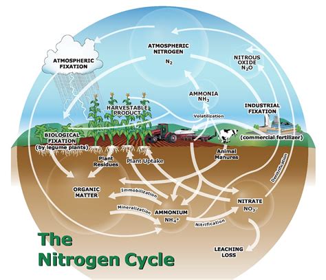 nitrogen cycle affects fall  availability