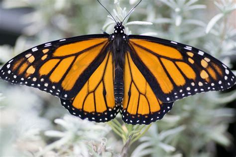 monarch male monarch male monarch butterfly