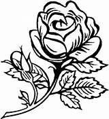 Bunga Putih Mawar Rosas Coloriages Melati Clipartbest Visitar Koleksi Ros Colornimbus sketch template