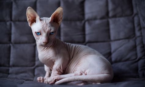 the top hairless cat breeds bechewy