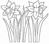 Jonquille Fleurs Jonquilles Lente Daffodil Colorier Narcissus Narcis Narcissen Narcisses Bloem Knutsels Deel Pseudonarcissus Greluche Tulp Drawings Coloriages A4 Bord sketch template