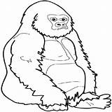 Gorilla Coloring Pages Clipart 600px 96kb Print Drawings Panda sketch template