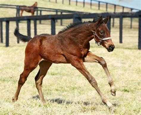 laoban   baby yearling thoroughbred foals horse racing beautiful