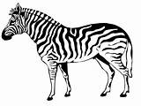 Realistic Cebra Printablefreecoloring Zebras Getdrawings sketch template