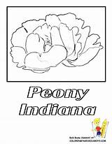 Coloring Peony Pages Flower State Mistletoe Getcolorings Getdrawings Iowa sketch template