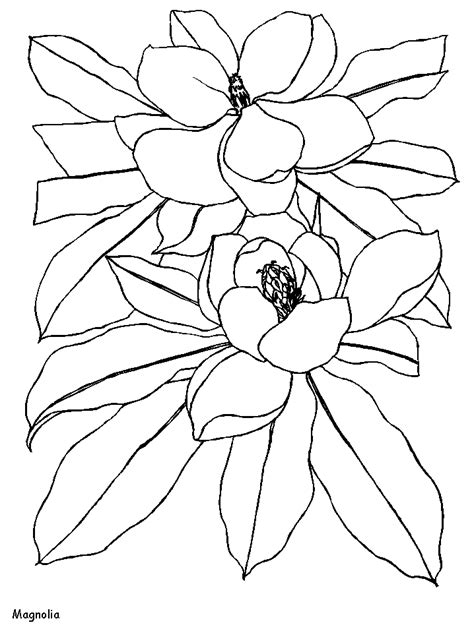 magnolia flowers coloring pages coloring book