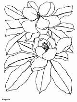 Magnolia Coloring Flowers Pages sketch template