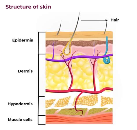 structure  skin skin structure  function textbook simplified