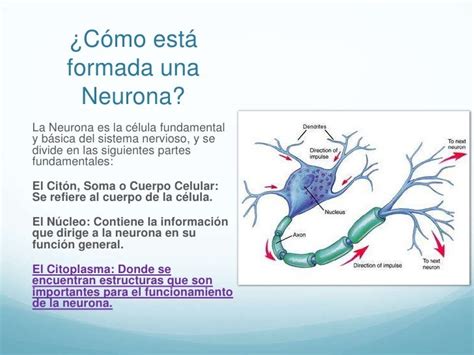 Comunicación Neuronal
