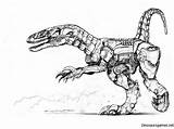 Animal Raptor sketch template