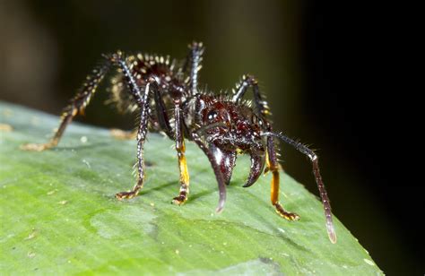 bullet ant facts habitat predators painful sting