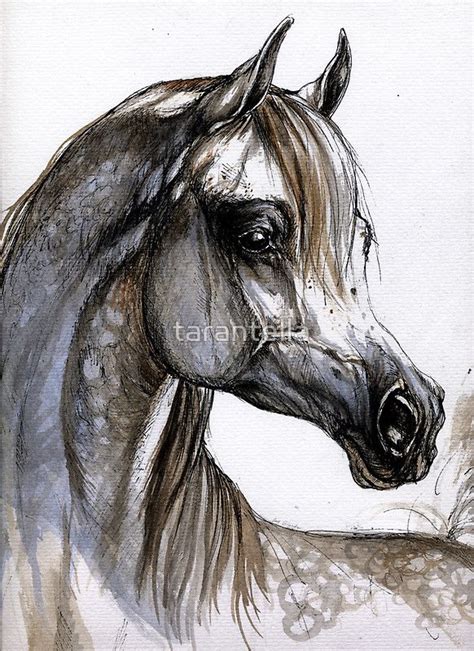 images  arabian horses  art  pinterest