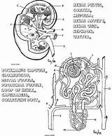 Coloring Kidney Anatomy Nephron Urinary Physiology Book Biology sketch template