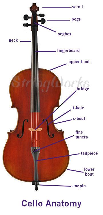 anatomy   violin viola  cello parts diagram