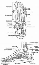 Foot Anatomy Bone Bones Skeleton Drawing Structure Ankle Human Chart Diagram Orthotics Skeletal Unlabeled Medical System Health Feet Custom Made sketch template