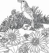 Coloring Wildflower Pages Getdrawings Color Getcolorings sketch template