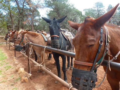 photo essay mule ride   grand canyon