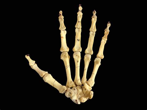 human hand bones