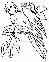 Kolorowanki Papugi Dla Papuga Kolorowanka Ptaki sketch template