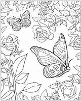 Butterfly Butterflies Dover Publications Doverpublications sketch template