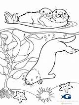 Coloring Otter Sea Pages Otters Books sketch template