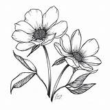 Shading Drawing Flower Line Different Drawings Flowers Visit Tomorrow Tried Something Little Time sketch template