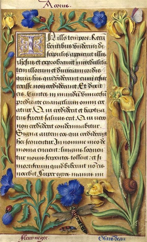 blue flowers illuminated manuscript book  hours floral illustrations