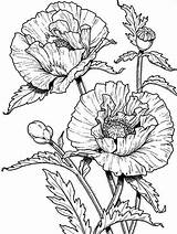 Coloring Pages Poppies Flower Poppy Flowers Drawing Colouring Realistic Sheets Printable Bestcoloringpagesforkids Kids Drawings Floral Line Choose Board Ink Patterns sketch template