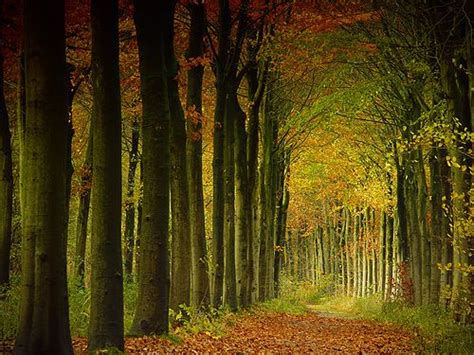 belgium belgium travel psychic readings tree forest