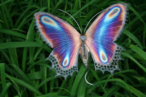 Pin By Nicole Foster On My Butterfly Garden Beautiful Butterflies