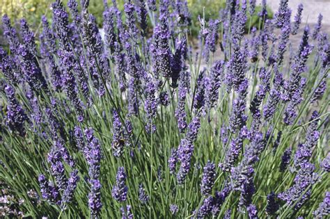 lavandula  intermedia grosso lavender grossorhs gardening