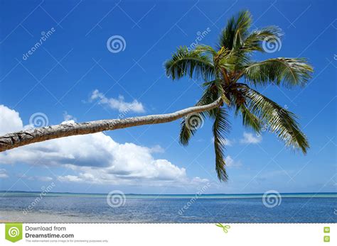lehnende palme bei makaha  eine insel nahe tongatapu insel