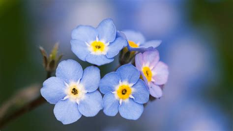 photo blue flowers blue bright color   jooinn