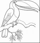 Coloring Pages Toucan Birds Bird Rainforest Jungle Animal Sheets Tropical Kids Toco Sam Color Printable Patterns Drawings Getcolorings Stencil Book sketch template