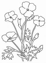 Coquelicot Poppy Coloriage Coloriages Pintar Colorier Stem sketch template