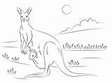 Kangaroo Joey Kangur Canguro Canguri Marsupio Kangaroos Supercoloring Kolorowanka Stampare Mammiferi sketch template