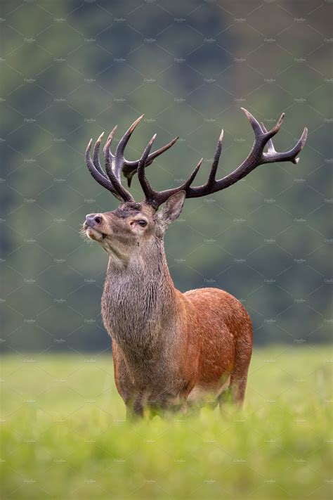 big red deer stag standing proudly animal stock  creative market