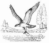 Osprey Coloring Designlooter Yosemite Birds Hawk Drawings 1kb sketch template