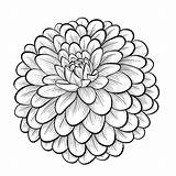 Flower Dahlia Drawing Flowers Clipart Coloring Line Beautiful Mexican Zinnia Pages Mum Drawings Vector Background Drawn Isolated Monochrome Draw Hand sketch template