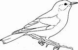 Burung Mewarnai Lucu Pajaros Pajaro sketch template