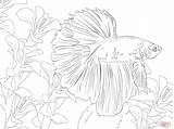 Fish Betta Coloring Pages Getdrawings Getcolorings Adults Drawing sketch template