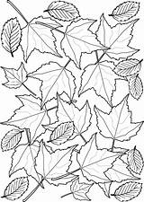 Leaves Autumn Colouring Halloween Printable sketch template